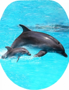 WC ülőke MDF fémzsanéros. FLIPPER